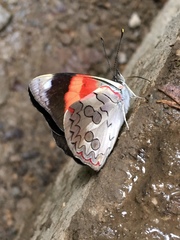 Diaethria pandama