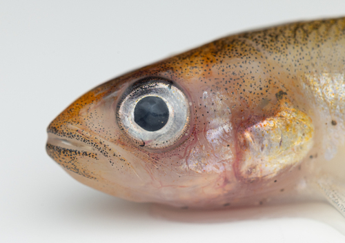 Nieuw-Zeelandse spiering (Retropinna retropinna) — Retropinnidae — 3