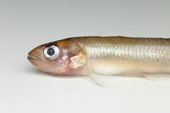 Common Smelt photo 4