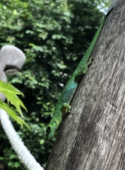 Phelsuma sundbergi