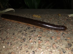 Sechelleptus seychellarum