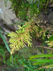 Selaginella stauntoniana