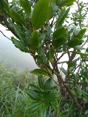 Quercus sessilifolia