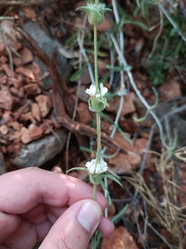 Sideritis albiflora