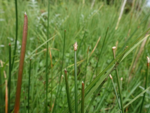 Eleocharis palustris iNat (3)