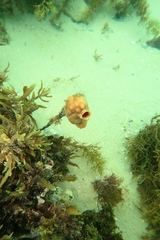 Pyura gibbosa
