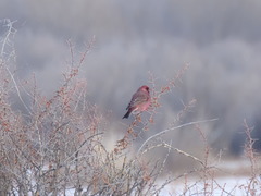 Carpodacus rubicilla