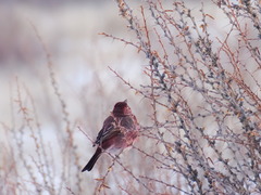 Carpodacus rubicilla