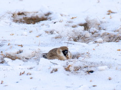Montifringilla davidiana