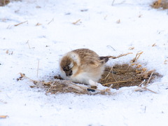 Montifringilla davidiana
