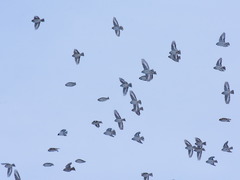 Montifringilla davidiana