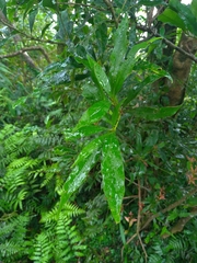 Lithocarpus hancei