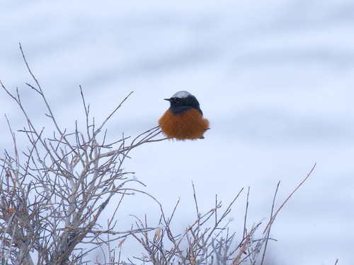 White-winged Redstart, Kosh-Agachskiy rayon, RU-GA, RU, photo 10 of 10