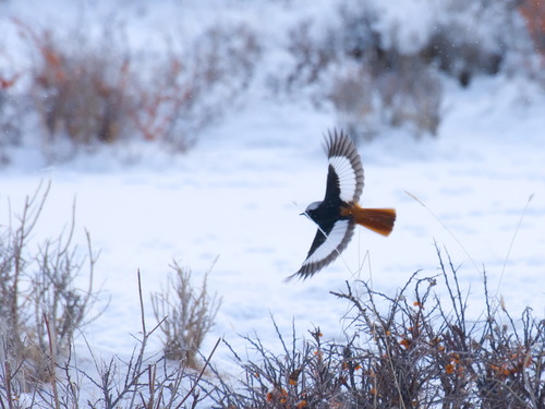 White-winged Redstart