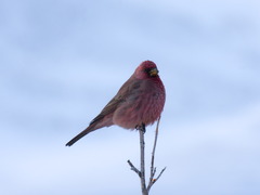 Carpodacus rubicilla