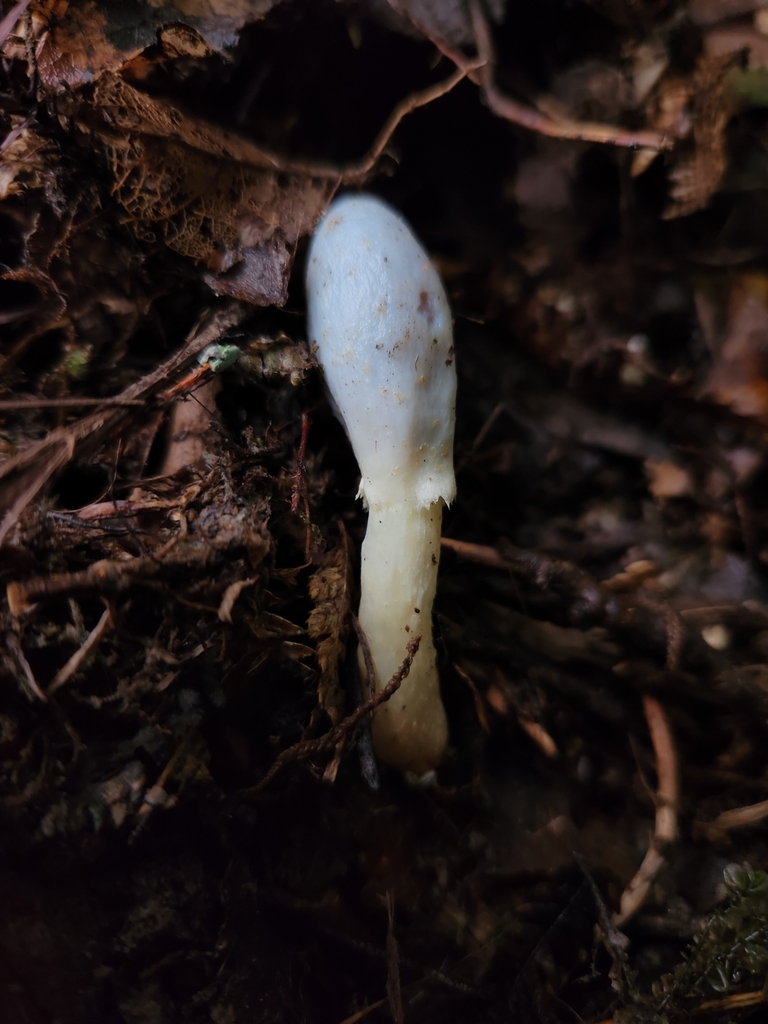 Clavogaster virescens · June 2025 · photo: © archie_tarn (iNaturalist, cc-by)