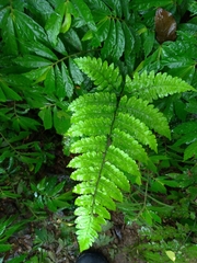 Diplazium doederleinii