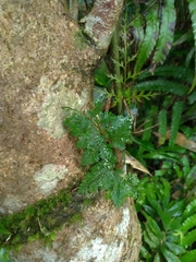 Davallia trichomanoides