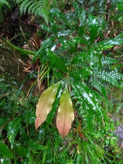 Lithocarpus hancei
