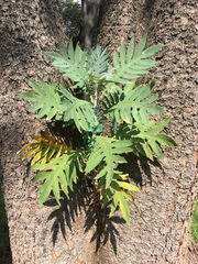 Bocconia arborea