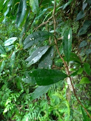 Hydrangea viburnoides