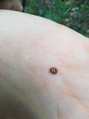 Calvia quatuordecimguttata