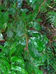 Cryptocarya chinensis