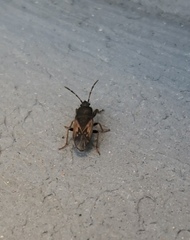 Megalonotus sabulicola