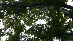 Poecile carolinensis