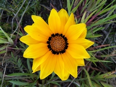 Gazania pectinata