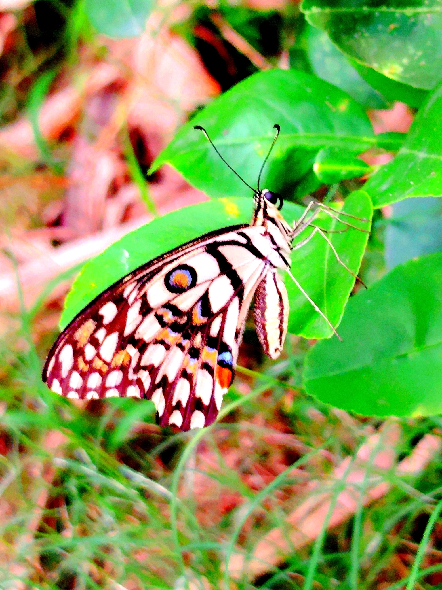 Lime Swallowtail