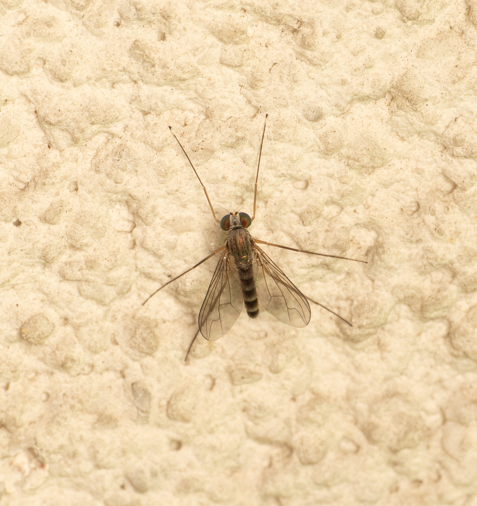 Sciapus pallens