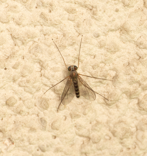 Sciapus pallens