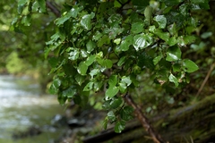 Macropiper excelsum
