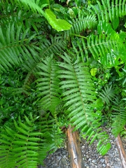 Pseudocyclosorus esquirolii