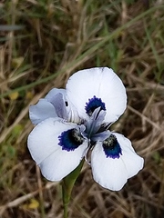Moraea aristata