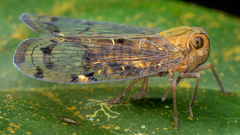 Nogodinidae