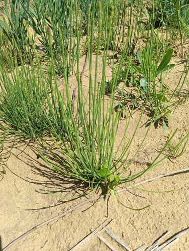 Equisetum ramosissimum iNat (2)