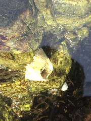 Semibalanus cariosus