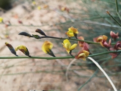 Lebeckia pauciflora