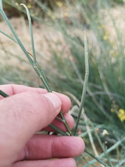 Lebeckia pauciflora