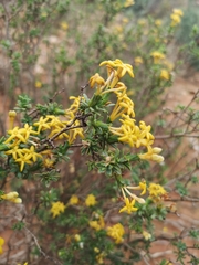 Lasiosiphon deserticola