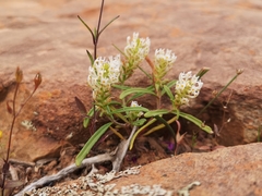 Hebenstretia parviflora