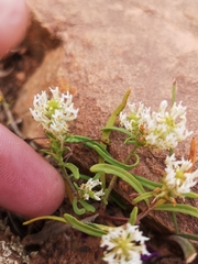 Hebenstretia parviflora