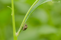 Eysarcoris guttigerus
