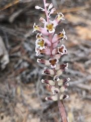 Lachenalia membranacea
