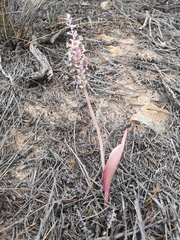 Lachenalia membranacea