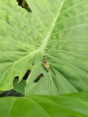 Traulia ornata iriomotensis