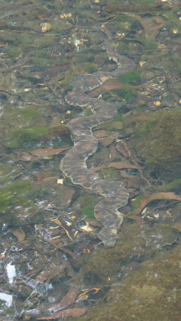 Arafura File Snake