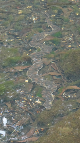 Arafura File Snake sighting